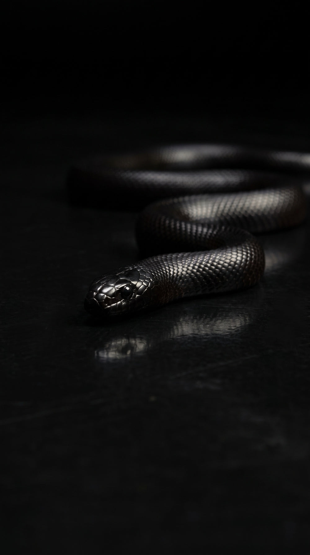 Serpiente negra enroscada sobre un suelo reflectante, en penumbra